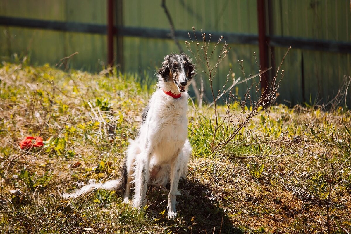 приют для собак маша и медведь. уиппет на речке. приют для кошек и собак. приют питомцев в якутске. приют для собак.