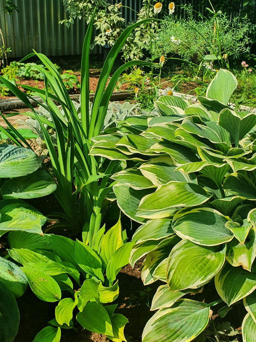 Хосты и лилейник