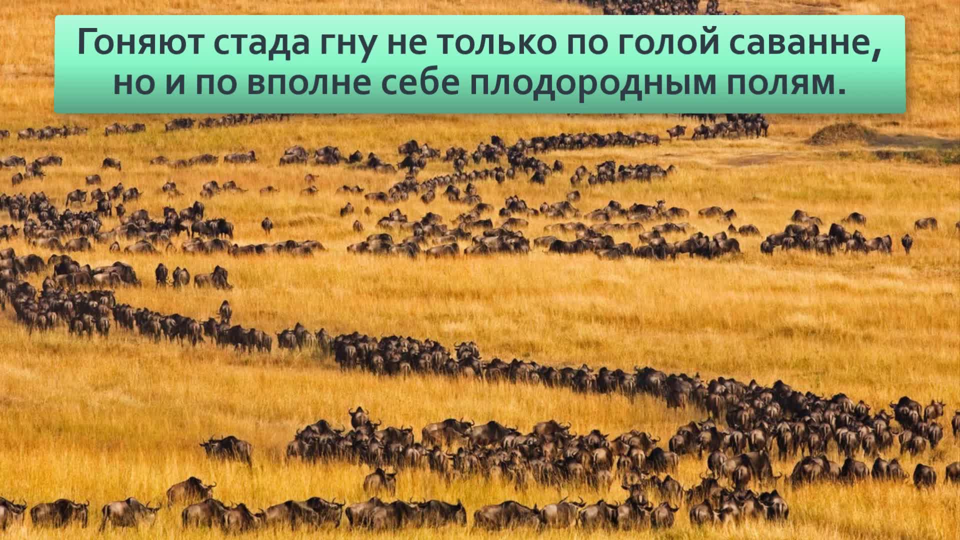 Голубой гну: Собираются в многотысячные стада и совершают особый «танец»,  который учёные не могут объяснить | Видео 🎥 | Книга животных | Дзен