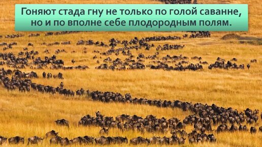 Голубой гну: Собираются в многотысячные стада и совершают особый «танец», который учёные не могут объяснить | Видео 🎥