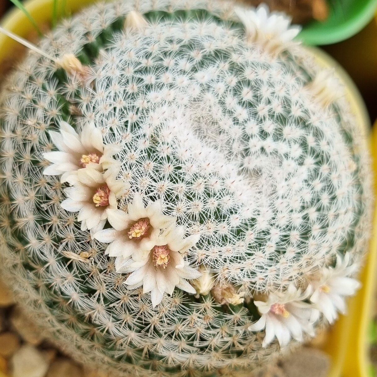 Маммилярия 