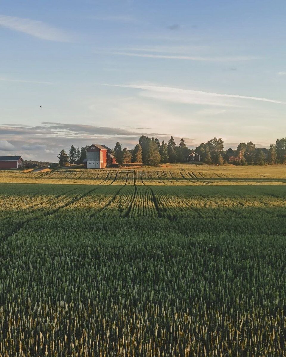 Финское клубничное «рабство»: как я решилась поехать на сбор клубники в ...