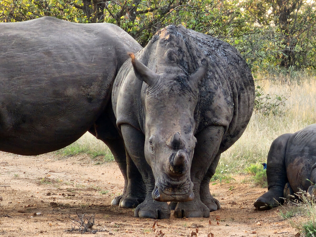 Невероятные носороги, мне они напоминают доисторических животных.