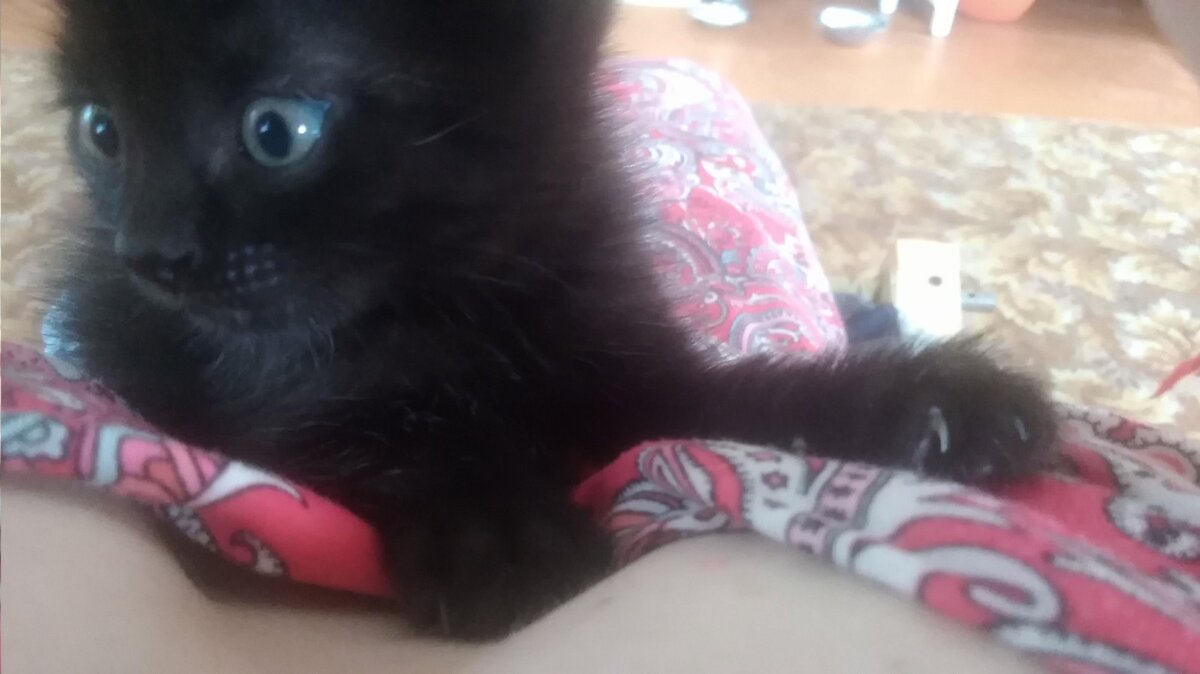 Нежный взгляд с поволокой романтики... Когти острые (точит всегда!) Мы когда-то играли с ним в фантики. Вырос в крупного супер-кота!