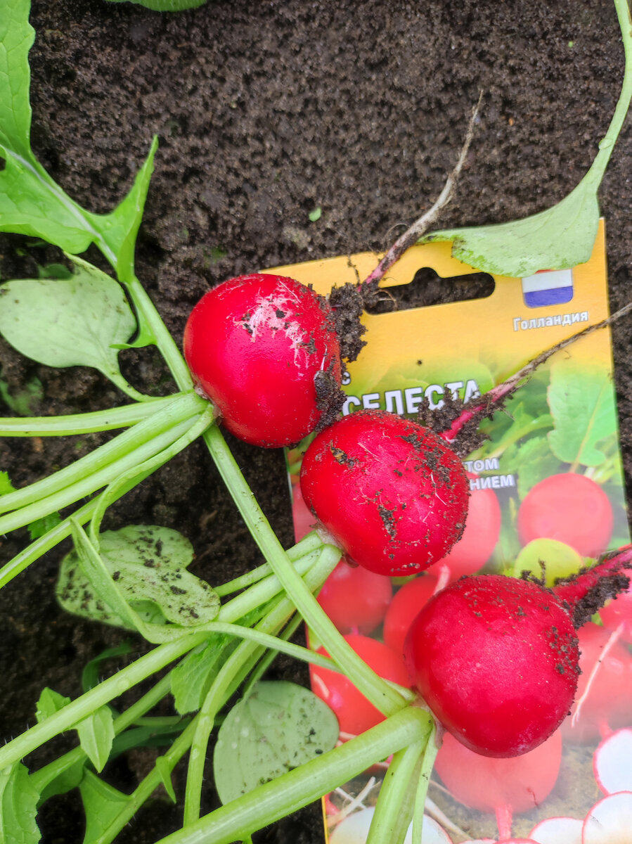 Фото автора, гибрида редиса Селеста