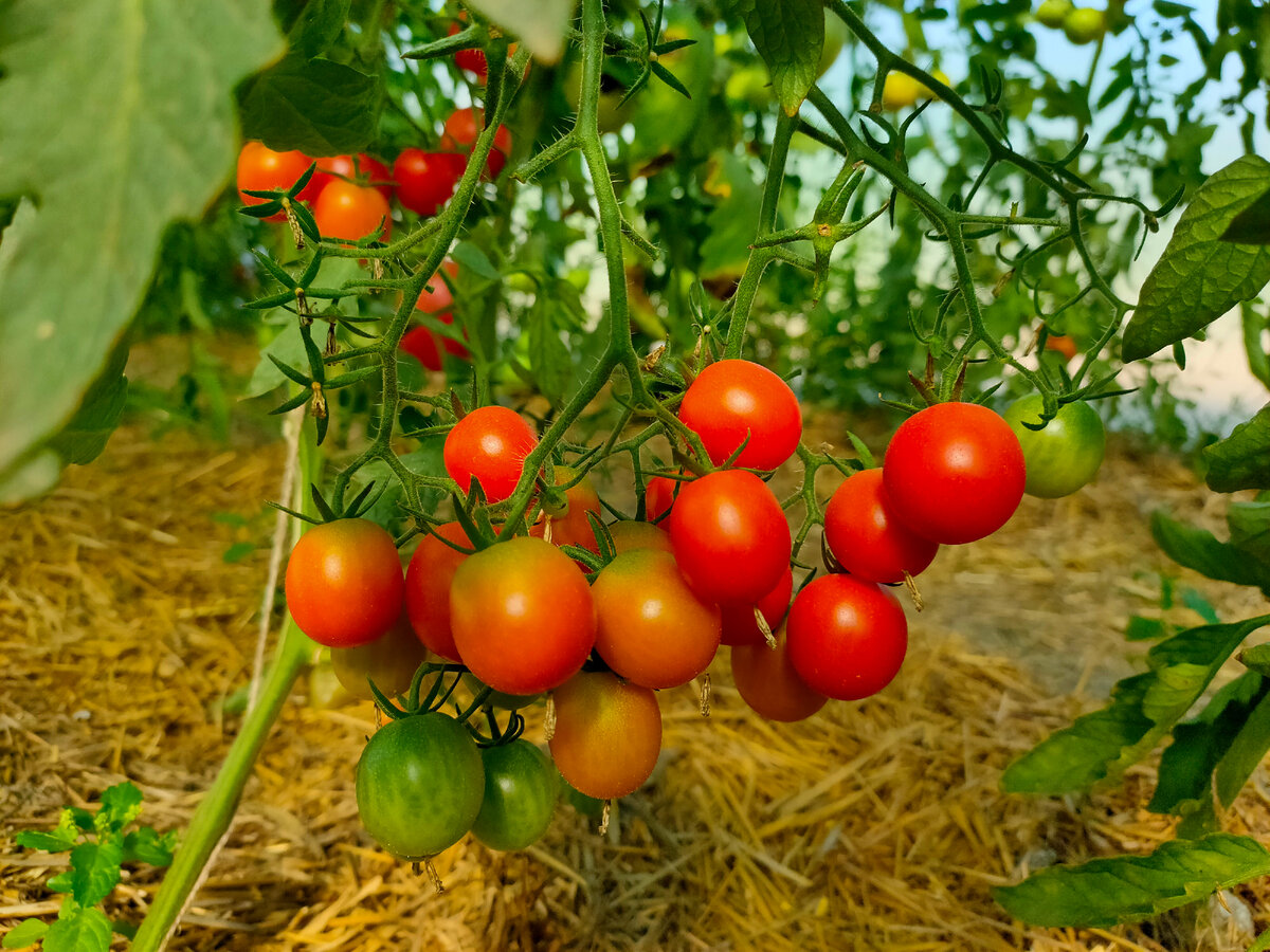 Виноград и тыквенный сок. Дни нашей жизни. | Девушка в зелёном саду🍎  Крым❤️ | Дзен