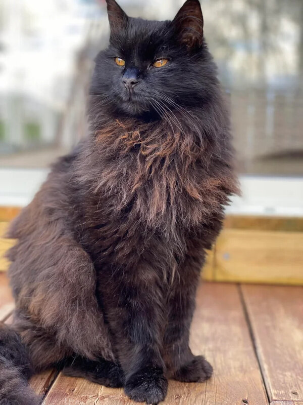 Фото © Reddit / AdSignal1933