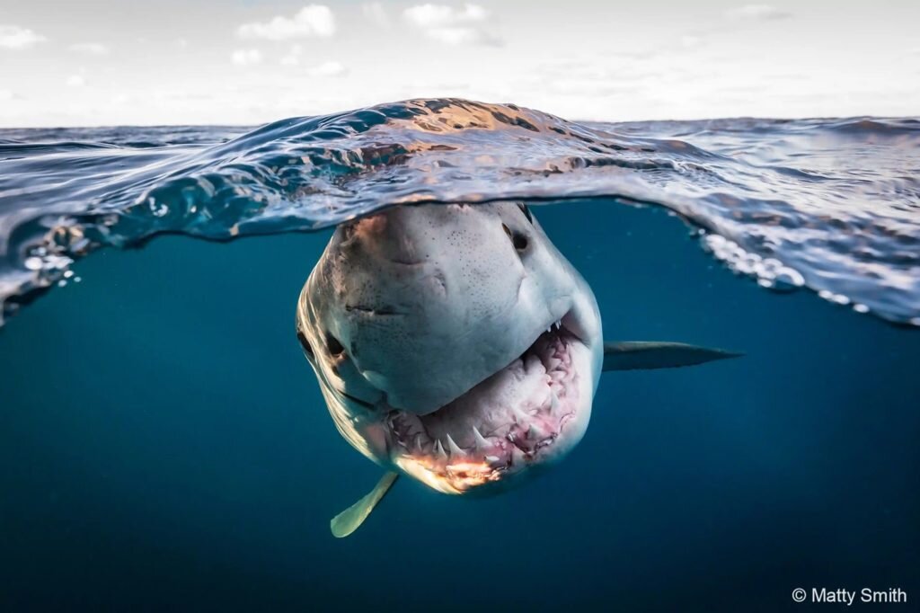    Фото с конкурса: Australian Geographic Nature Photographer of the Year 2022 | фотограф Matty Smith