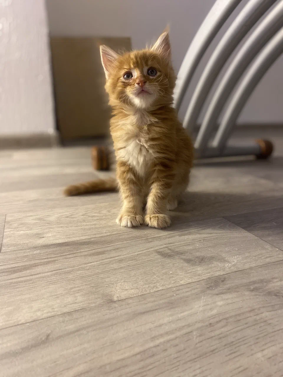 Тут Руфус еще совсем маленький