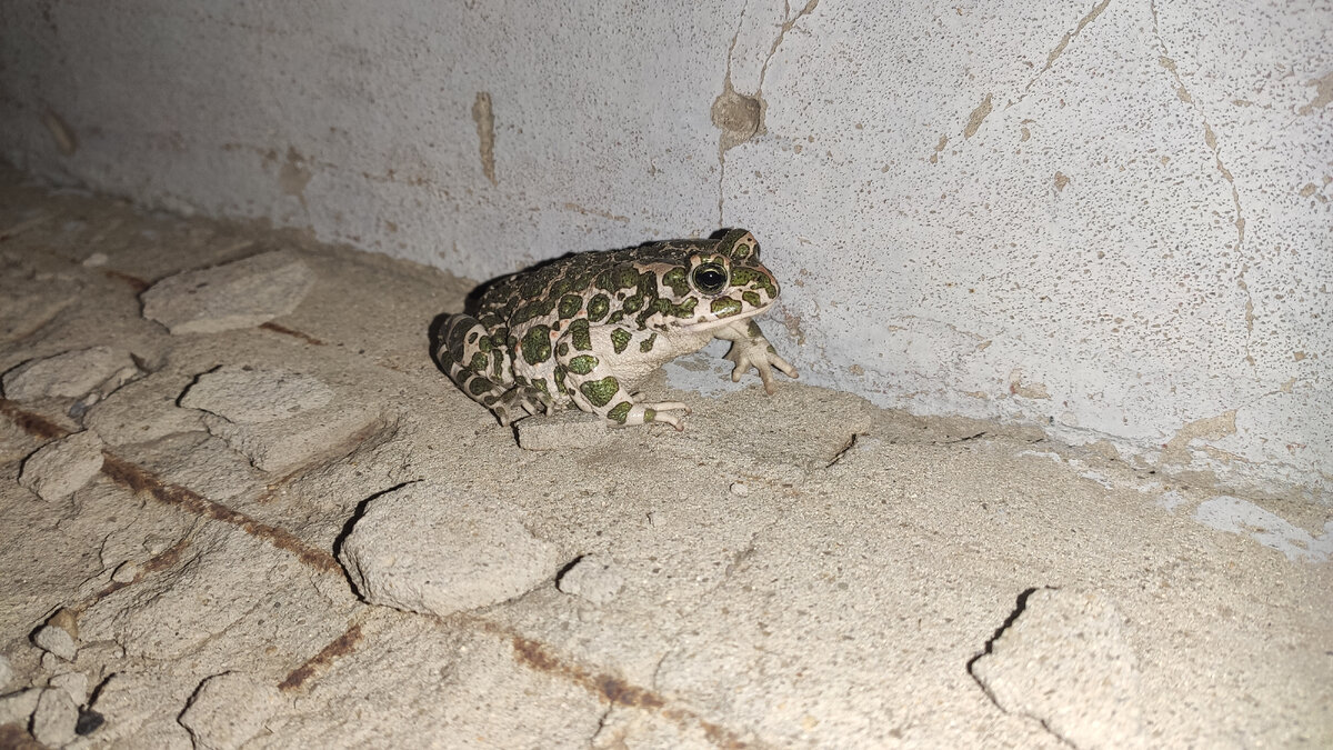 Сфотографировала со вспышкой, и только потом подумала, вот как ему после этого? 