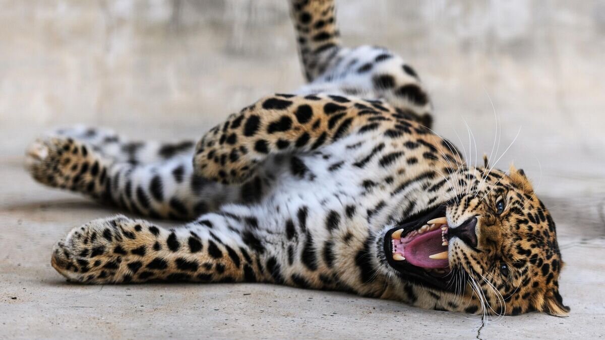    Дальневосточный леопард в центре воспроизводства редких видов животных Московского зоопарка в селе Сычево под Волоколамском© РИА Новости / Евгения Новоженина