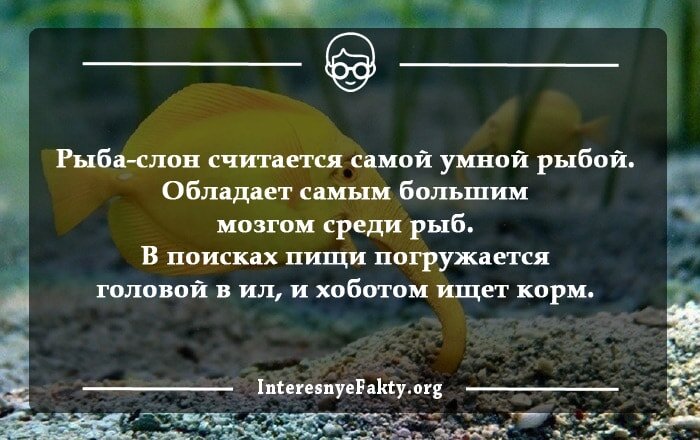 В природе существует двоякодышащая рыба, у которой есть и жабры, и легкие. Благодаря такому уникальному строению тела, она может существовать без воды несколько месяцев.