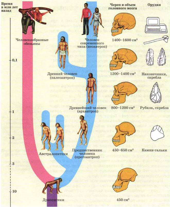 Эволюция человека полная схема. Эволюционное Древо приматов и человека. Эволюционные ветви развития человека. Эволюционное Древо понгид и гоминид.