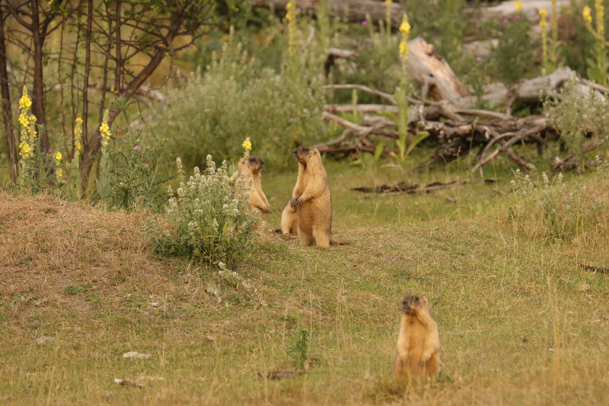 Палыч с детьми