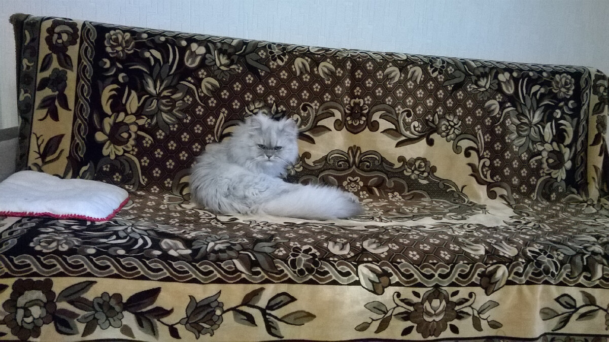 Главы из повести "Кошачья жизнь"