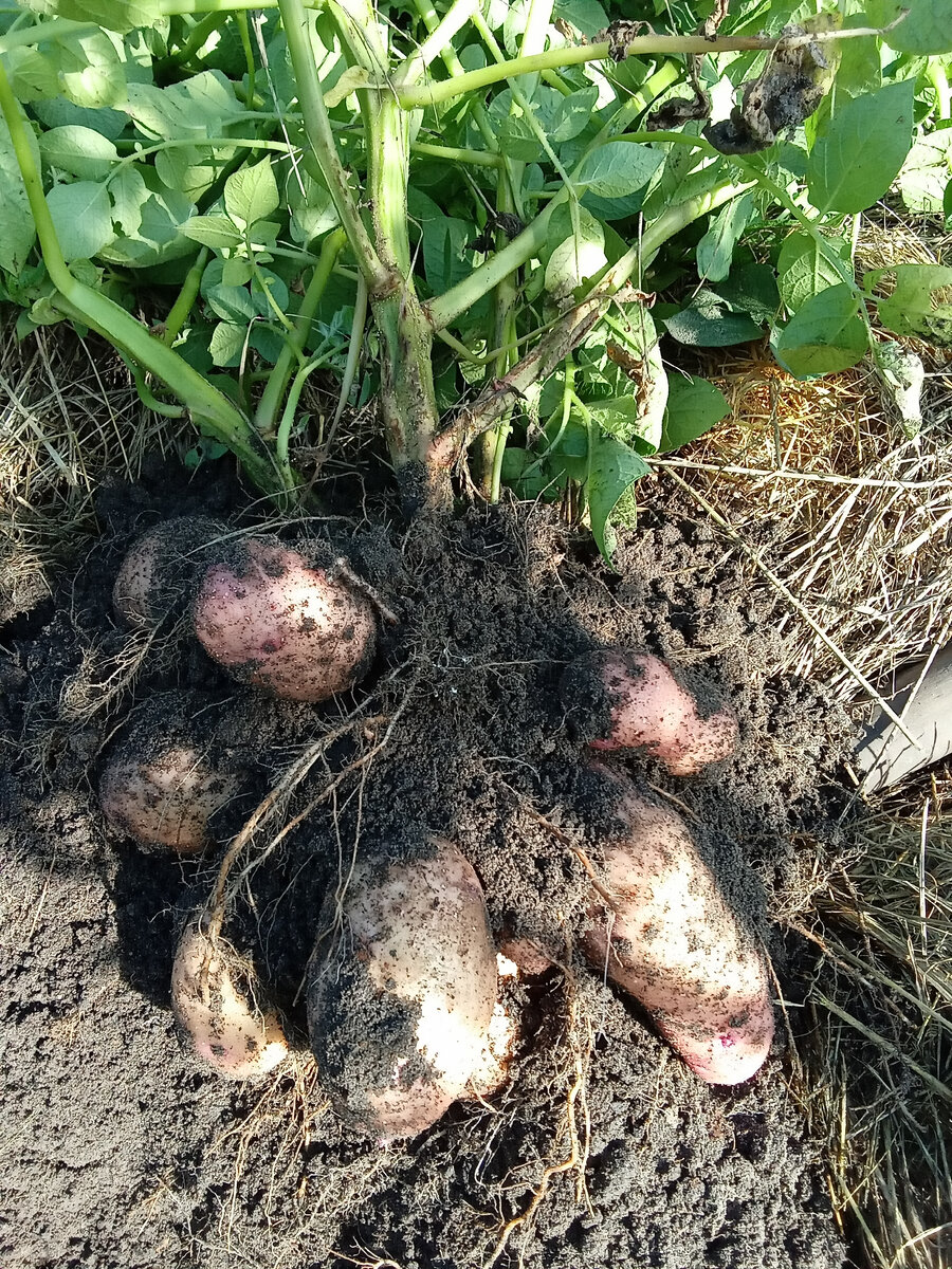 Моя картошечка.