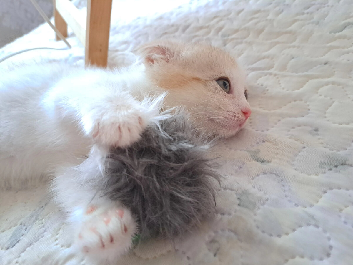Маленький комочек, которого забрали у мамы