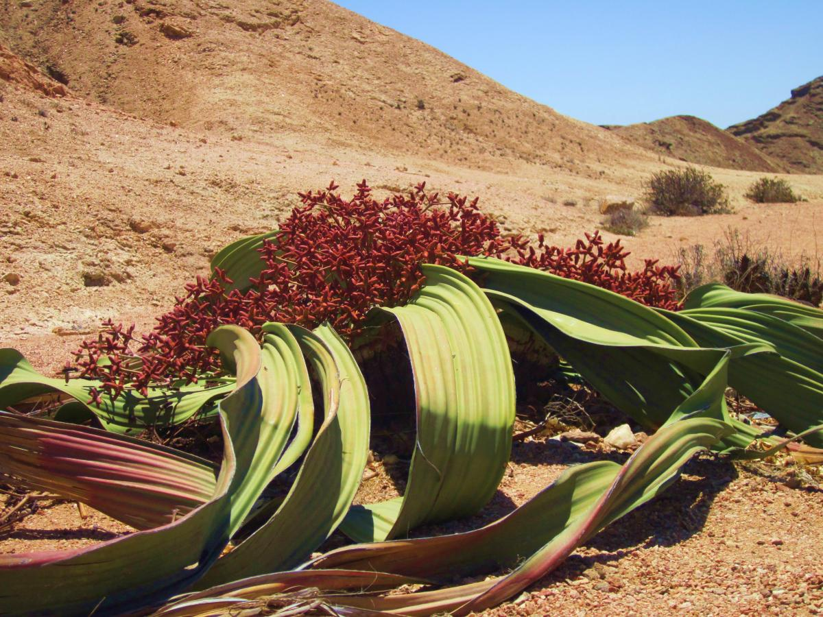 Цветок пустыни фото растения