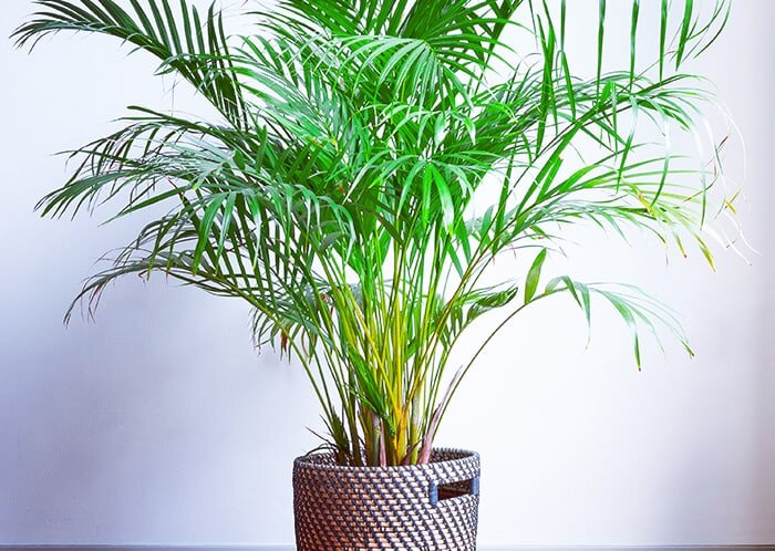 Бамбуковая пальма