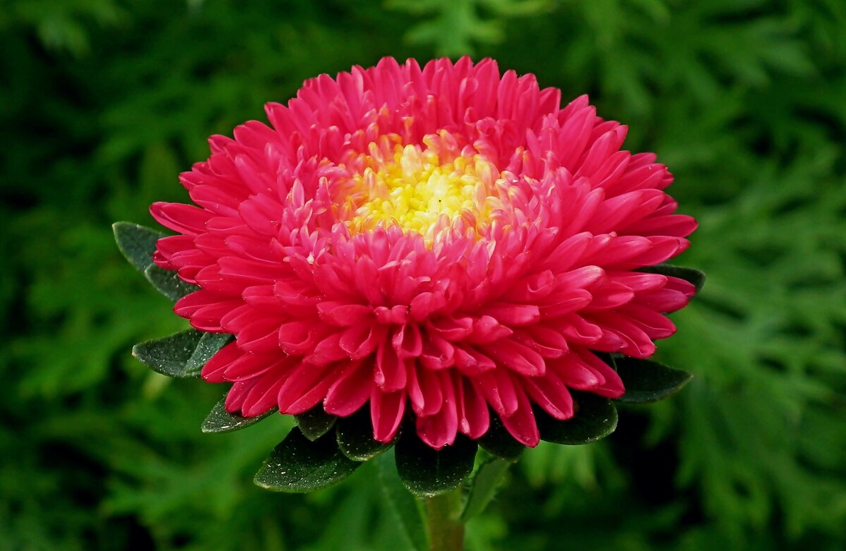 В Чехии астру называют осенней розой.