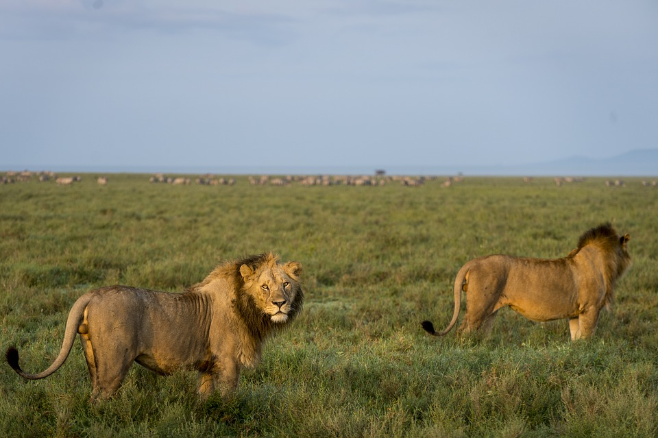 Факты о львах. Восточно-Африканский Саванна Львов. Лев в Африке. Лев в прерии. ВВС львы Африки.
