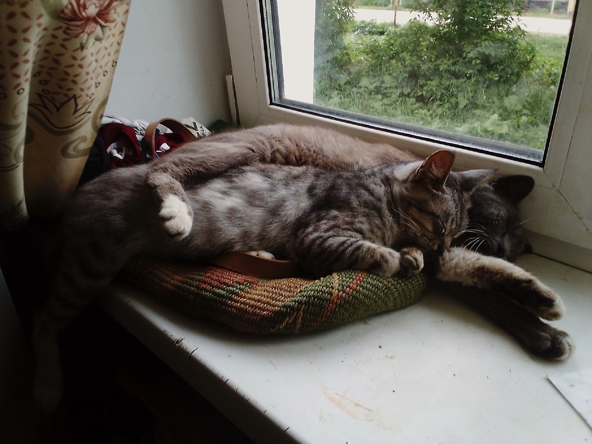 Барсик и Нюся