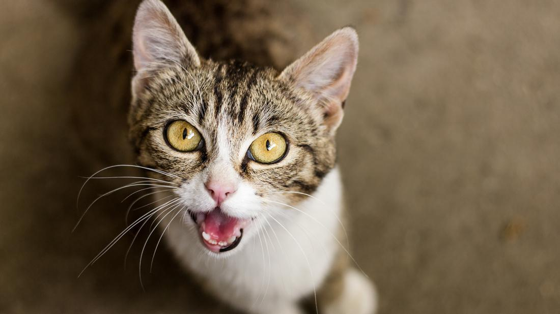 Живой звук котят. Мяуканье кошки. Кот мяукает. Мяуканье котят. Котики звуки мяукают.