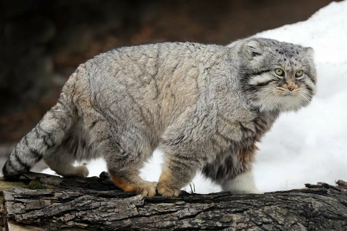 Пушистое хищное животное.