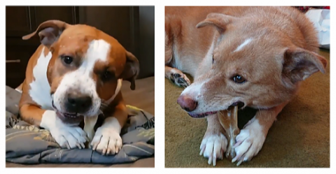 Жвачка для собаки