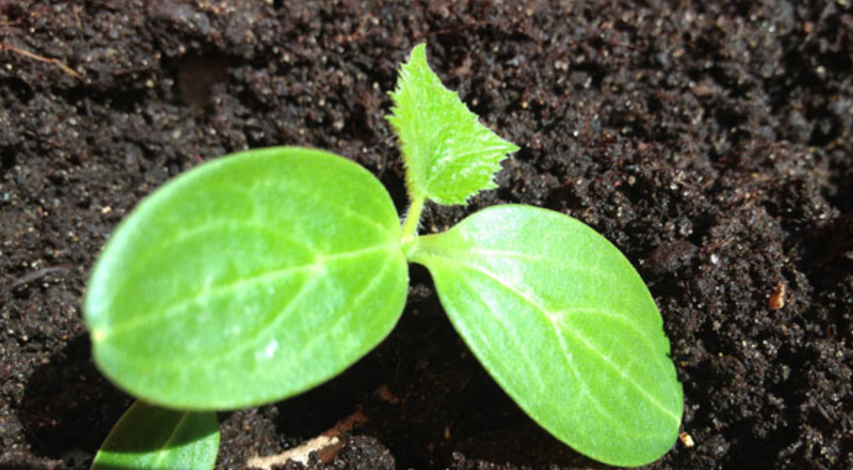 Источник Яндекс. Картинки