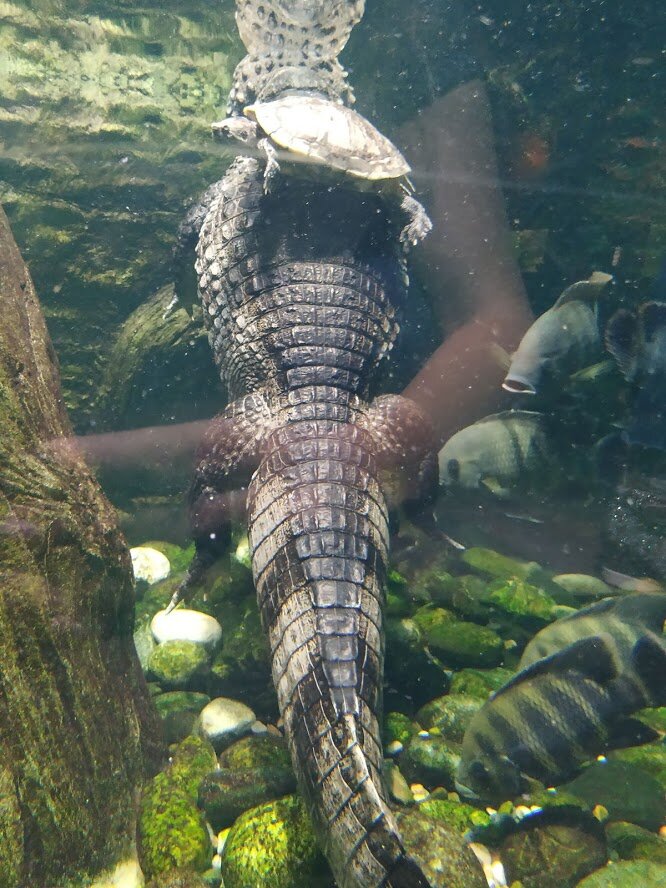 Черепашки отдыхают на спине крокодила