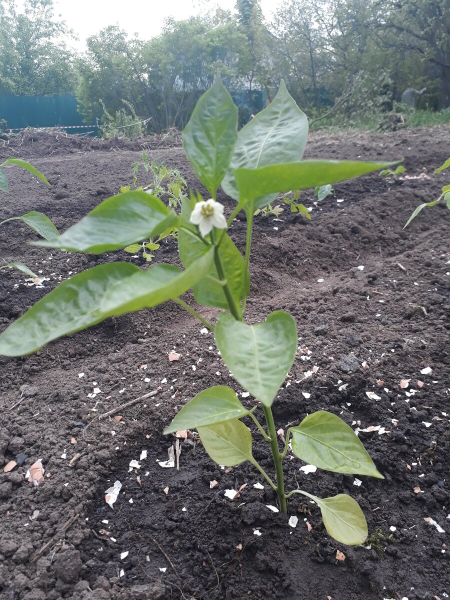 Случайно накупили с мужем рассады, заехали просто посмотреть)