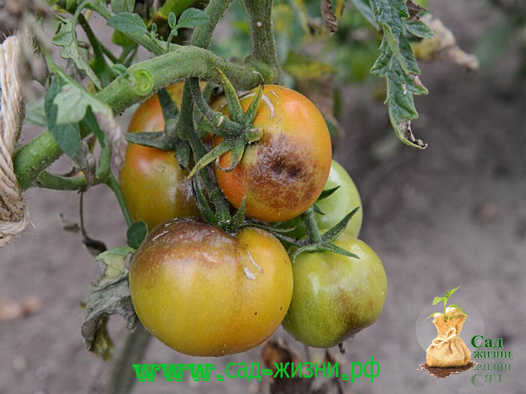 Фитофтороз