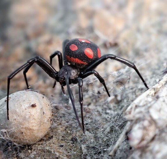 Правда, милашка? 