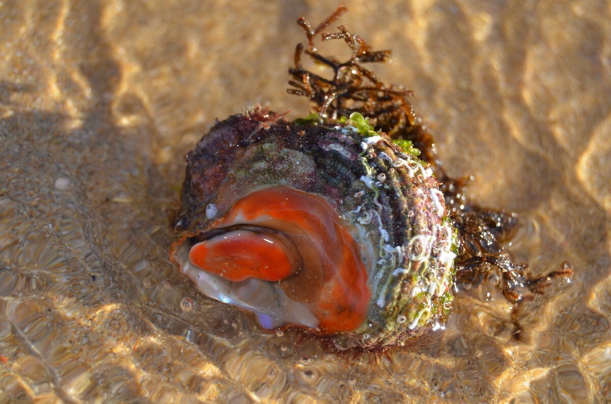 Морской помидор фото