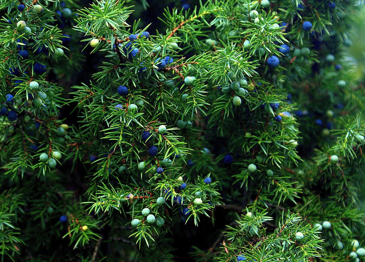  можжевельник вида Juniperus comminis.