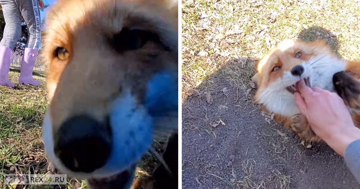 Фото: скриншот из видео