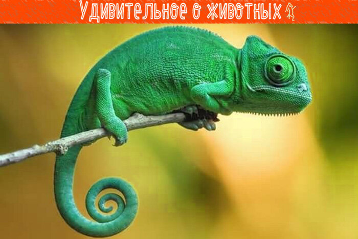 Хамелеон