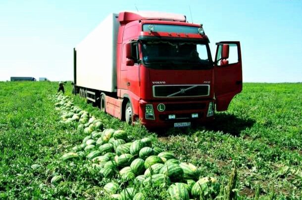 Погрузка арбуза на полях. Все фото взяты в свободном доступе и обработаны автором