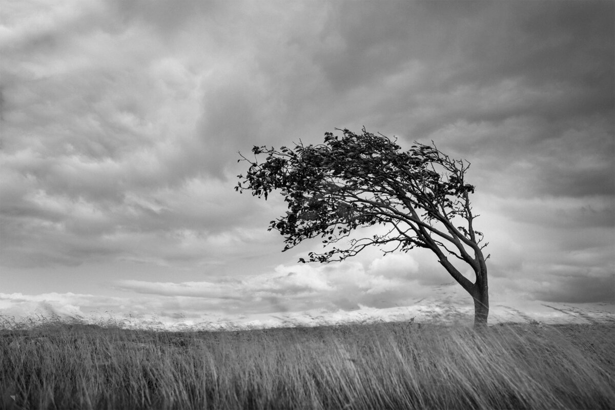 Метель новгородская область. Сильный западный ветер 2023. Сильный ветер деревья. Гроза в москве 17 сентября 2020. Метель картинки.