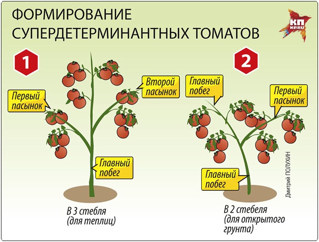 Пасынкование помидор в грунте. Формирование томатов в 3-4 стебля схема. Индетерминантные томаты пасынкование. Схема пасынкования помидоров. Схема формирования детерминантных томатов.