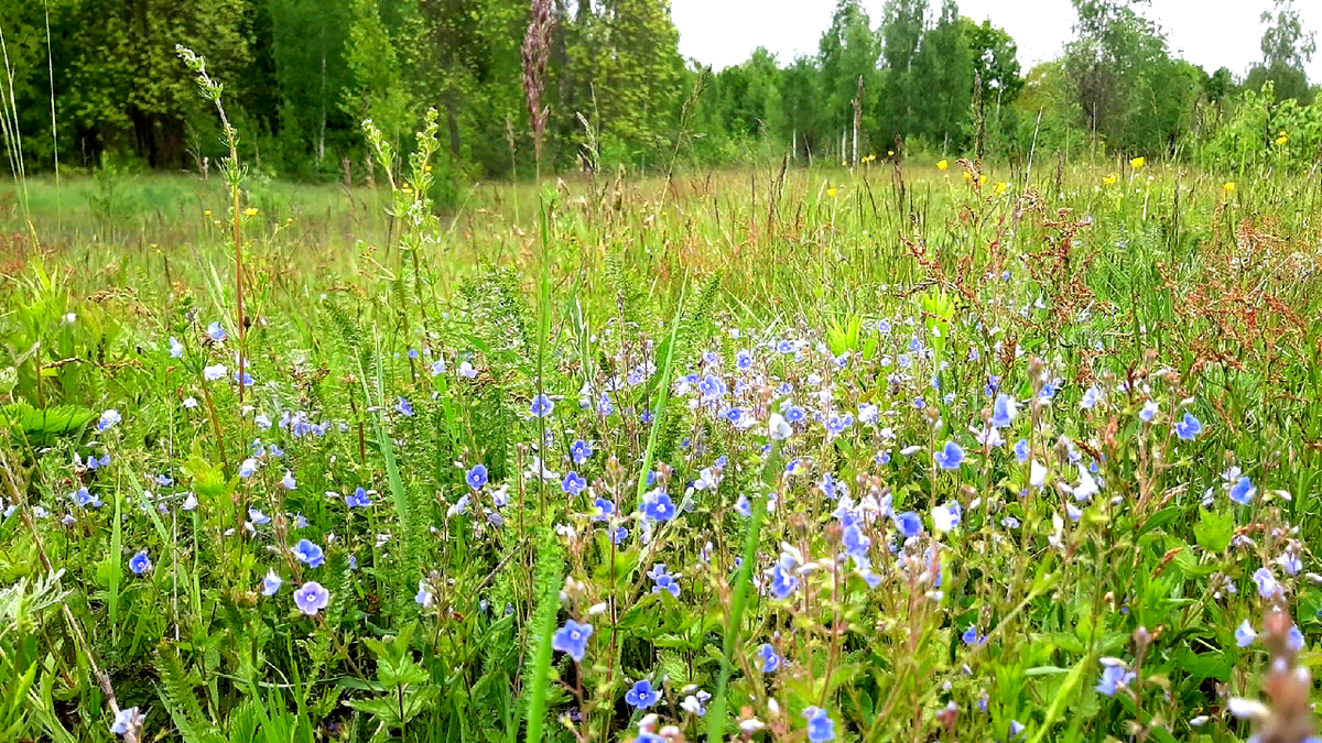 Обряды на Троицу