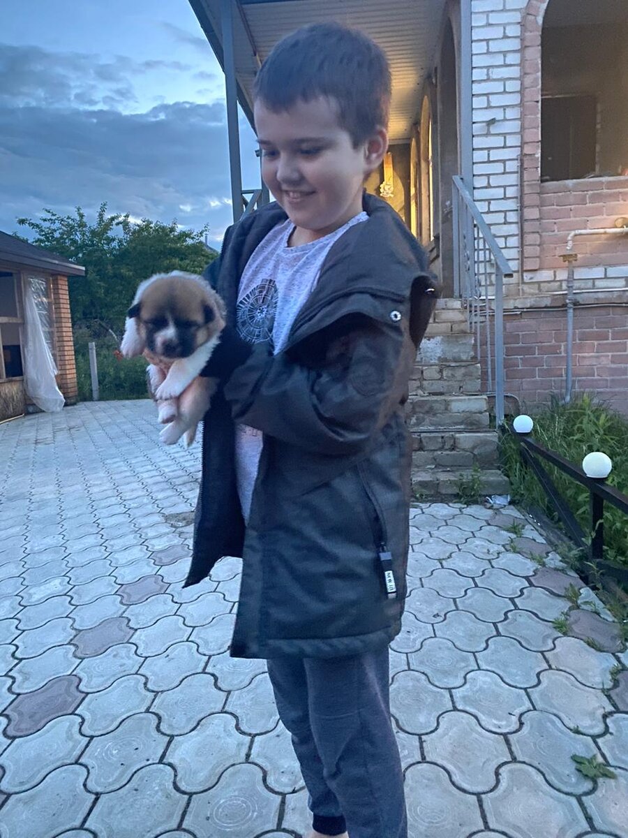 сынишка хозяев кобеля знакомится со щенком