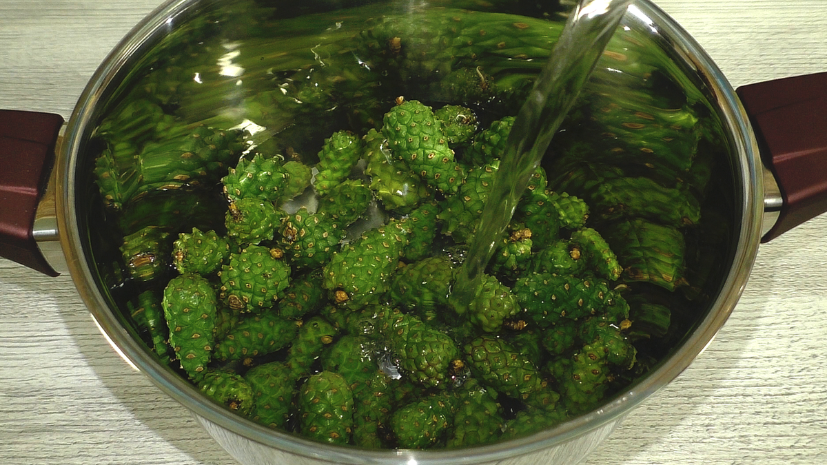 Хвойные рецепты. Зеленые шишки. Зеленая шишка Красноярск. Шишки сосновые зелёные замороженные. Зеленая шишка круглая.