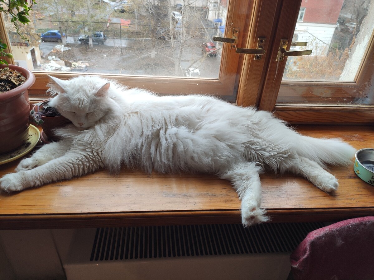 Через две недели, после того как забрали.