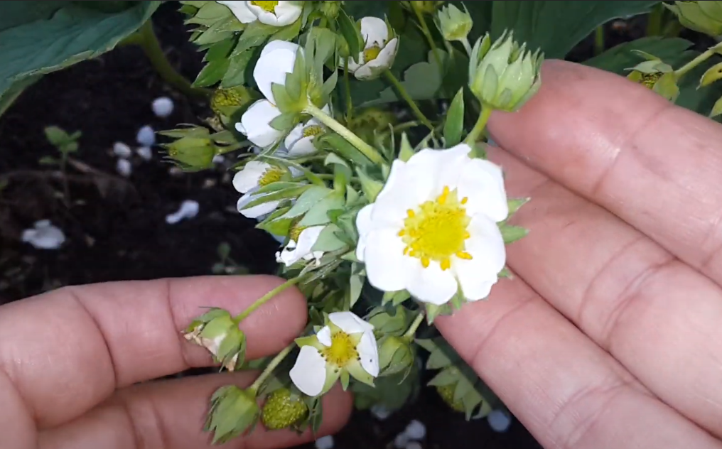 Долгоносик на клубнике,ч 2. Избавляемся от вредителя. / Ютуб канал: Урожайная клубника