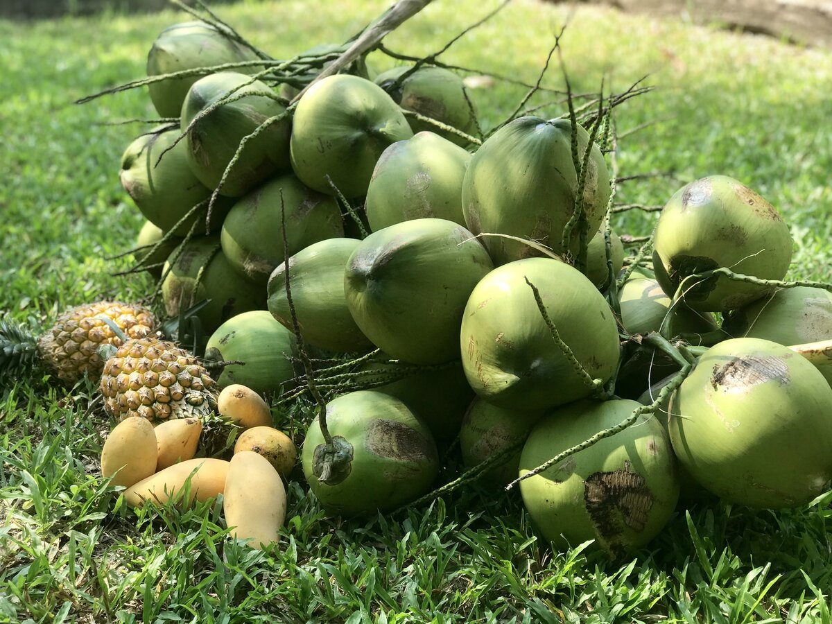 В Тае, конечно, людям проще отказаться от 🍺 (и прочей 🤮), когда вокруг столько вкуснейших фруктов🥥🥭🍌🍈🍍! Ешь и пей до нихачу😋