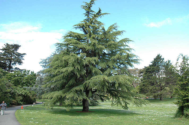 Кедр гималайский