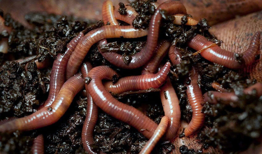 Фото: Яндекс.Картинки 