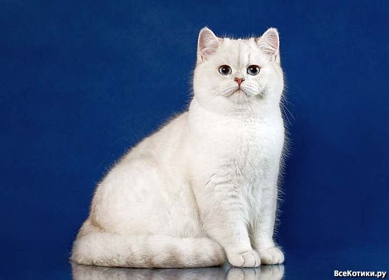 британский белый кот